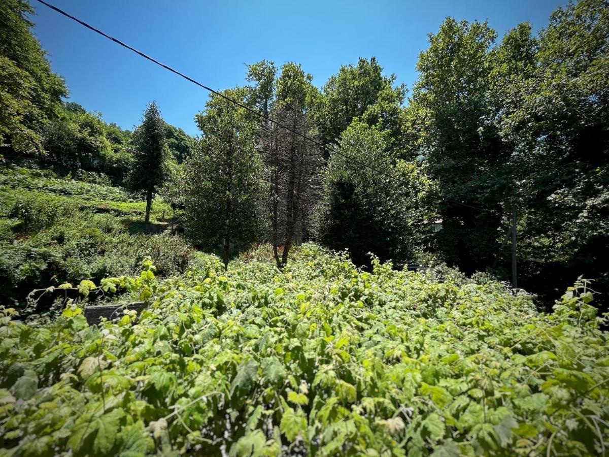 Λευκή Καμέλια Hotell Anilio Pelion Exteriör bild